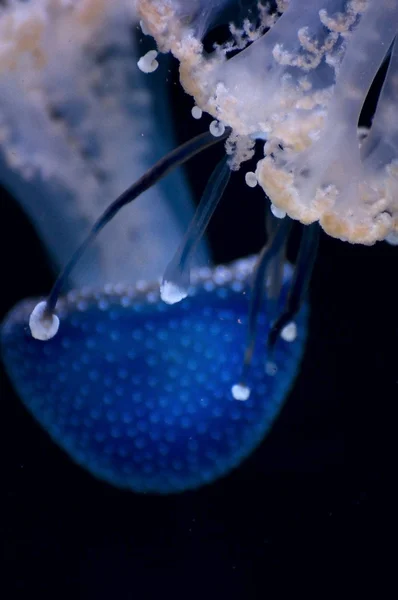 Szczegóły jellyfish — Zdjęcie stockowe