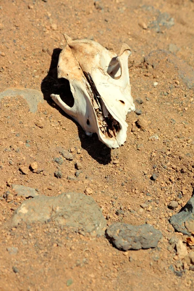 Çölün ortasında keçi kafatası — Stok fotoğraf