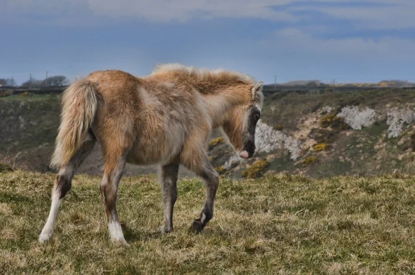Walisisches Pony — Stockfoto