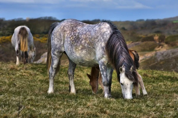 Welsh Pony's — Stockfoto