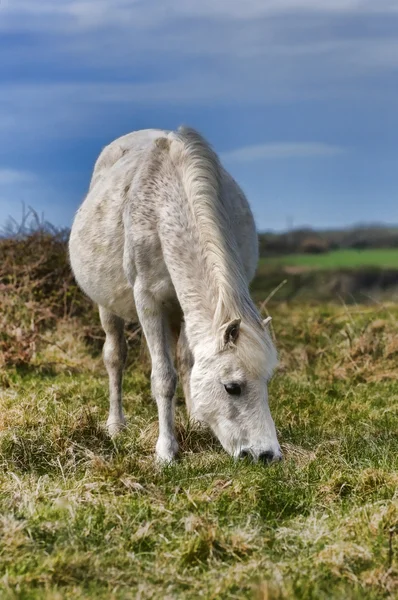 Walisisches Pony — Stockfoto