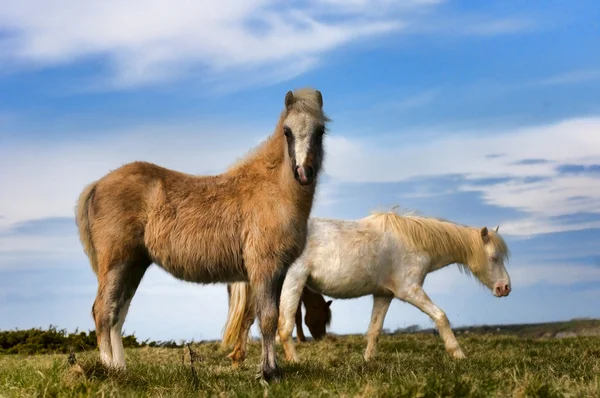 Welsh Pony's — Stockfoto