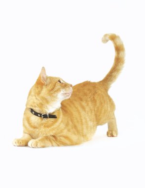 Ginger Tom Cat clipart