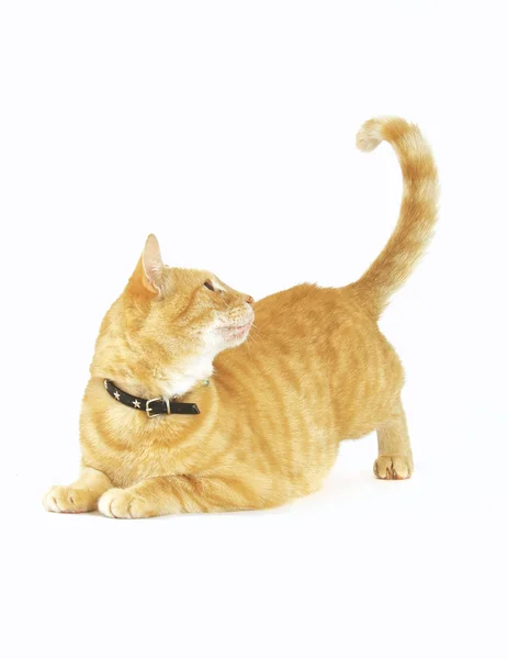 stock image Ginger Tom Cat