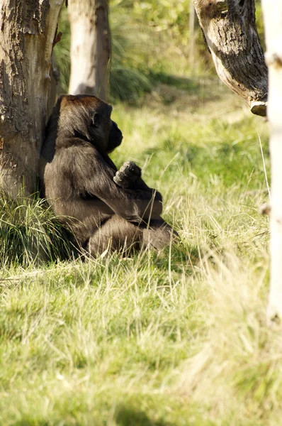 Gorille assis sous l'arbre — Photo