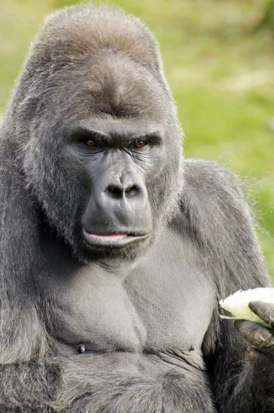 stock image Male Gorilla