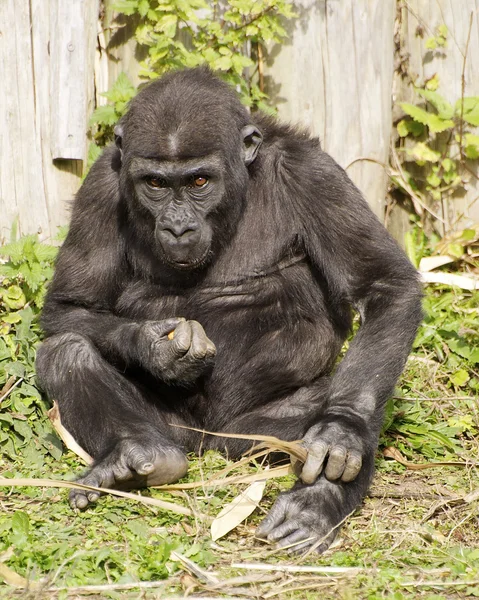 stock image Baby Gorilla