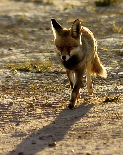 Irácký fox — Stock fotografie