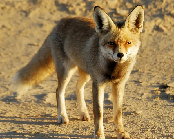 Iraqi Fox — Stock Photo, Image