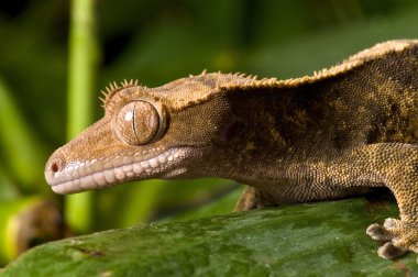 Tepeli gecko