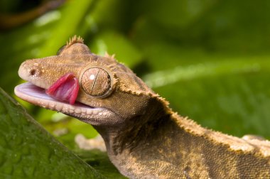 Crested Gecko clipart