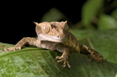 Tepeli gecko