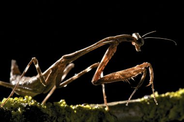 Praying Mantis clipart