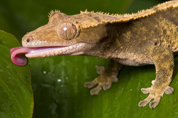 Хрустящий геккон — стоковое фото