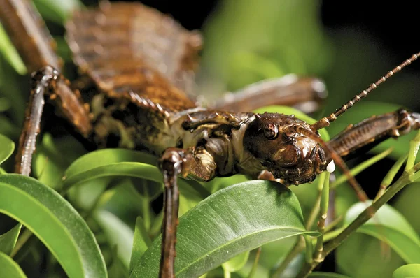 stock image Stick Insect