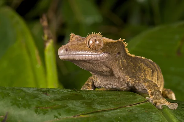 Tepeli gecko — Stok fotoğraf