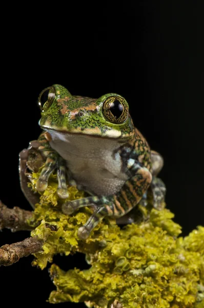 Зеленого дерева жаба — стокове фото