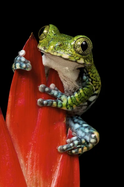 Green tree frog — Stock Photo, Image