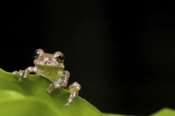 작은 갈색 나무 개구리 — 스톡 사진