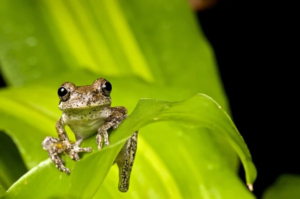 小棕色树蛙 — 图库照片