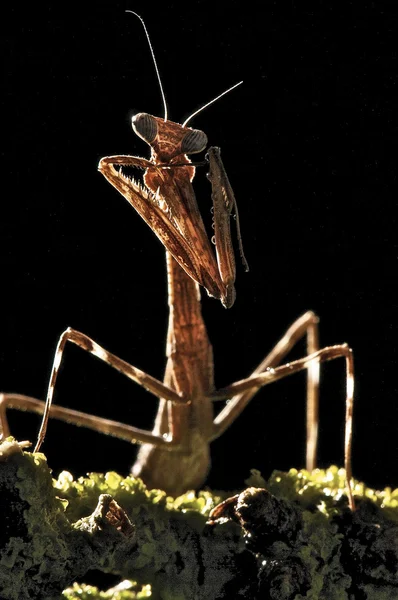 stock image Praying Mantis