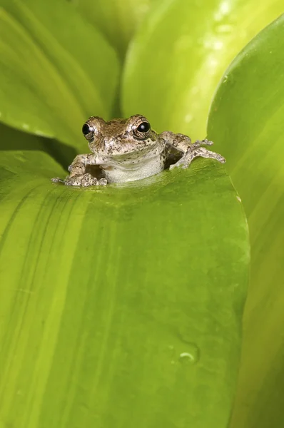 Маленька коричнева деревна жаба — стокове фото