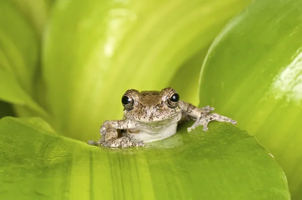 Liten brun lövgroda — Stockfoto