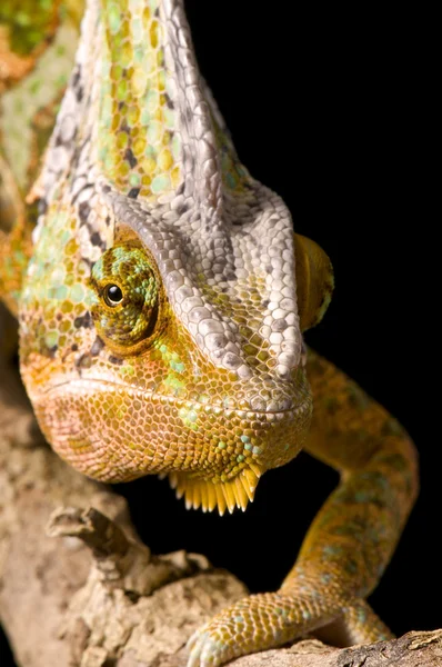 Chameleon Head — Stock Photo, Image