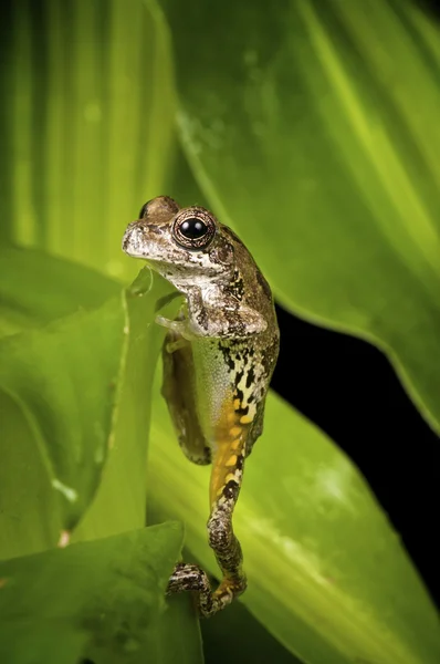 小さな茶色の木のカエル — ストック写真