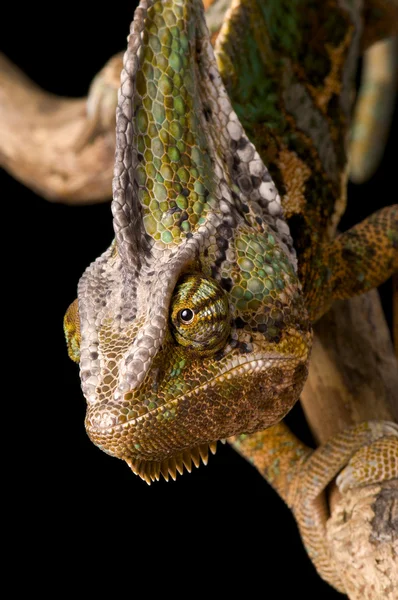 Kameleon głowy — Zdjęcie stockowe