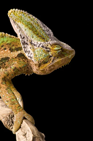 Kameleont huvud — Stockfoto
