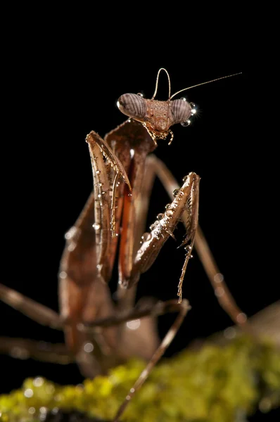 stock image Praying Mantis