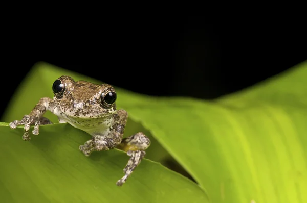 Mały brązowy drzewo żaba — Zdjęcie stockowe