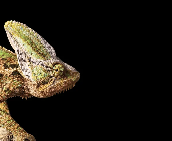 Chameleon หัว — ภาพถ่ายสต็อก