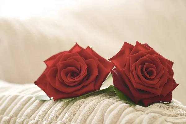 2 rosas — Fotografia de Stock