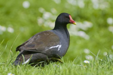 moorhen. moorhens