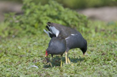 moorhen. moorhens