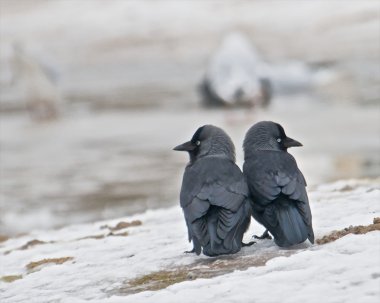Two Jackdaws clipart