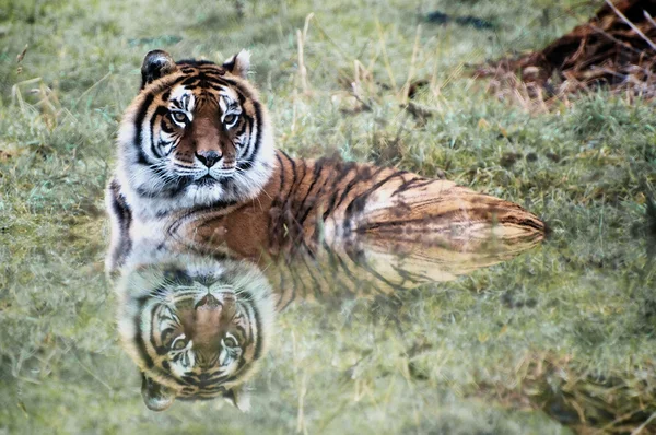 stock image Tiger in pool