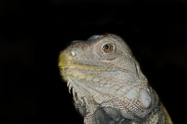 Yeşil iguana - iguana iguana