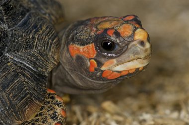 Red-footed tortoise - Chelonoidis carbonaria clipart