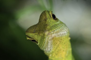 Çin su dragon - physignathus cocincinus