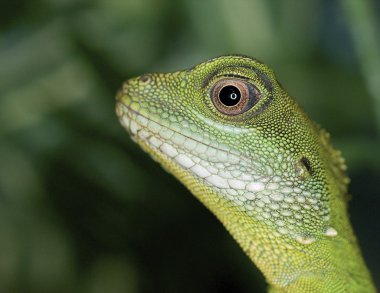 Çin su dragon - physignathus cocincinus