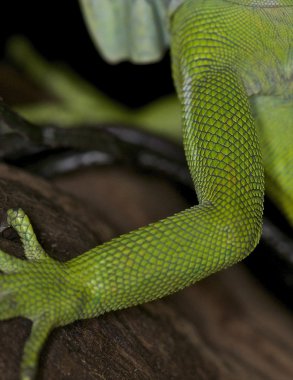 Yeşil iguana - iguana iguana