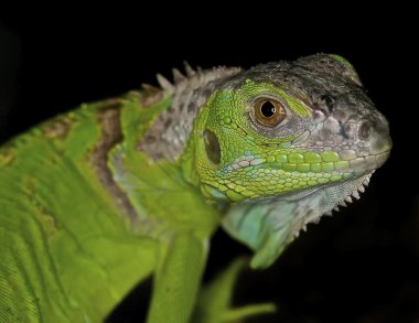 Yeşil iguana - iguana iguana