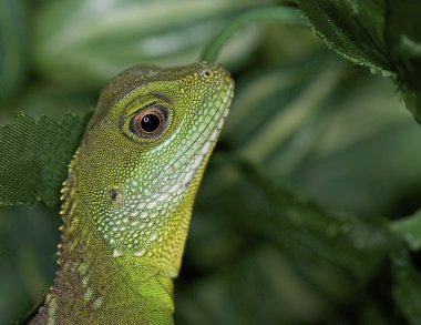 Çin su dragon - physignathus cocincinus