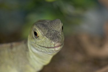 Yeşil basilisk - basiliscus basiliscus