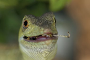 Yeşil basilisk - basiliscus basiliscus