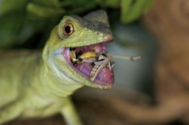 Yeşil basilisk - basiliscus basiliscus