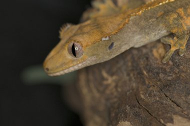 Crested Gecko - Rhacodactylus ciliatus clipart